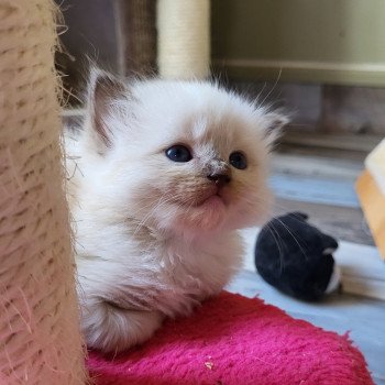 chaton Ragdoll chocolate mink Tanays Chatterie d'Axellyne