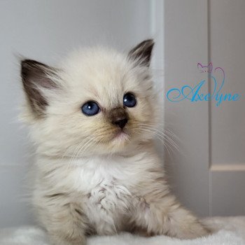 chaton Ragdoll chocolate mink mitted Tanays Chatterie d'Axellyne