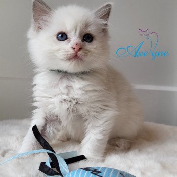 chaton Ragdoll lilac mink bicolor Théophyle Chatterie d'Axellyne