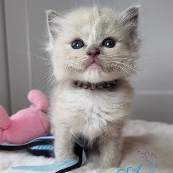 chaton Ragdoll lilac sepia mitted Tolkyen💙 Chatterie d'Axellyne