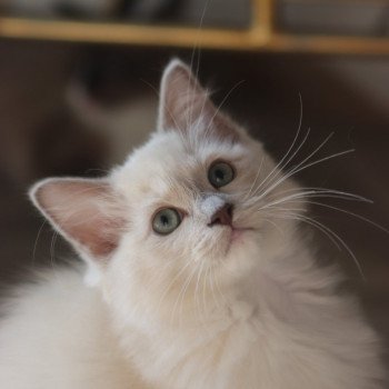 chaton Ragdoll lilac sepia mitted Tolkyen Chatterie d'Axellyne