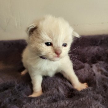 chaton Ragdoll lilac sepia mitted Tahity 💜 Chatterie d'Axellyne