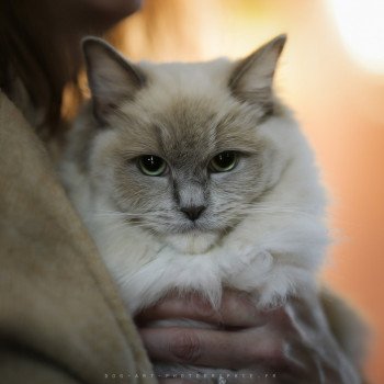 chat Ragdoll lilac sepia mitted Tahity 💜 Chatterie d'Axellyne