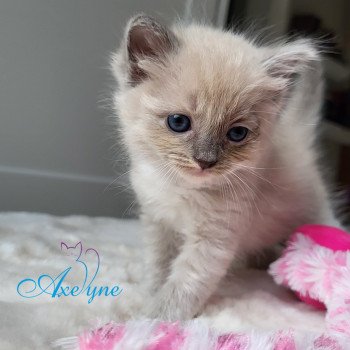 chaton Ragdoll blue mink mitted T-rose foncé Chatterie d'Axellyne
