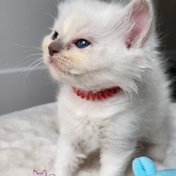 chaton Ragdoll blue point T-rouge Chatterie d'Axellyne
