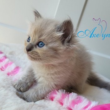 chaton Ragdoll blue mink T-rose clair Chatterie d'Axellyne