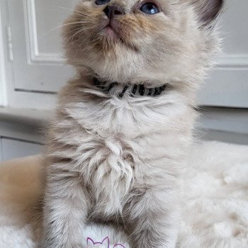chaton Ragdoll blue mink Ty-Chat Chatterie d'Axellyne