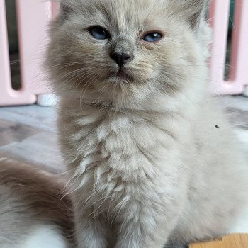 chaton Ragdoll blue mink Ty-Chat Chatterie d'Axellyne