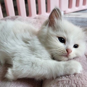 chaton Ragdoll lilac mink bicolor Ty-Amor Chatterie d'Axellyne