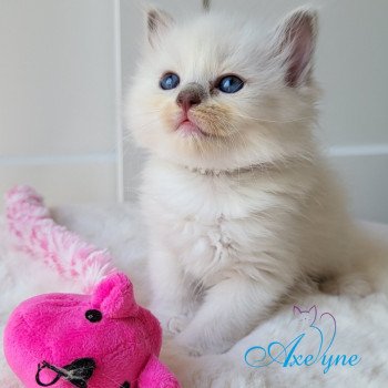 chaton Ragdoll lilac mink mitted T-violet Chatterie d'Axellyne