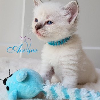 chaton Ragdoll blue tabby point mitted T-bleu Chatterie d'Axellyne