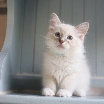 chaton Ragdoll blue tabby point mitted Tyo Chatterie d'Axellyne