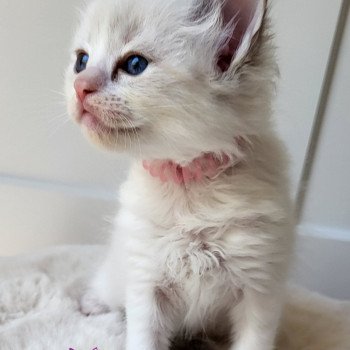 chaton Ragdoll seal tabby point bicolor T-rose Chatterie d'Axellyne