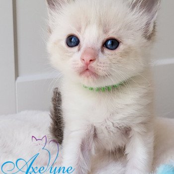 chaton Ragdoll seal tabby point bicolor T-vert Chatterie d'Axellyne