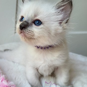 chaton Ragdoll blue tabby point T-violet Chatterie d'Axellyne