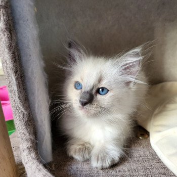 chaton Ragdoll blue point Tenessy Chatterie d'Axellyne