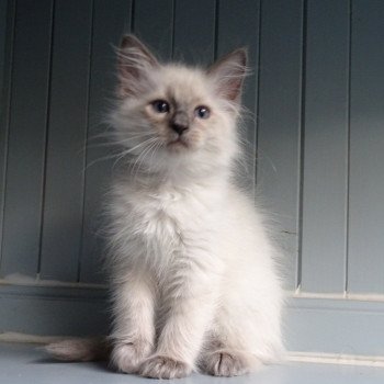 chaton Ragdoll blue point Tenessy Chatterie d'Axellyne
