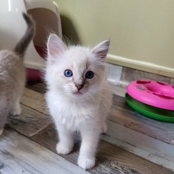 chaton Ragdoll blue tabby point mitted Tylow Chatterie d'Axellyne
