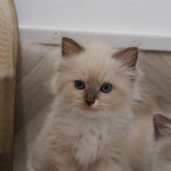 chaton Ragdoll chocolate mink mitted Ubby d'Axellyne Chatterie d'Axellyne