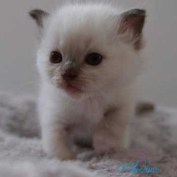 chaton Ragdoll Chatterie d'Axellyne chaton Ragdoll Chatterie d'Axellyne