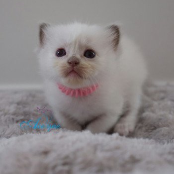 chaton Ragdoll Chatterie d'Axellyne chaton Ragdoll Chatterie d'Axellyne