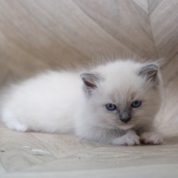 chaton Ragdoll blue point mitted Umyla d'Axellyne Chatterie d'Axellyne