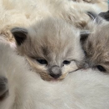 chaton Ragdoll blue mink Chatterie d'Axellyne