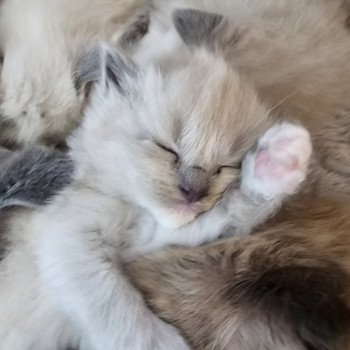 chaton Ragdoll blue mink mitted Chatterie d'Axellyne