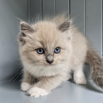 chaton Ragdoll blue mink mitted Vyolaine Chatterie d'Axellyne