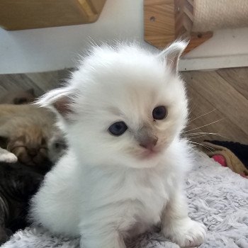 chaton Ragdoll blue mink mitted Chatterie d'Axellyne