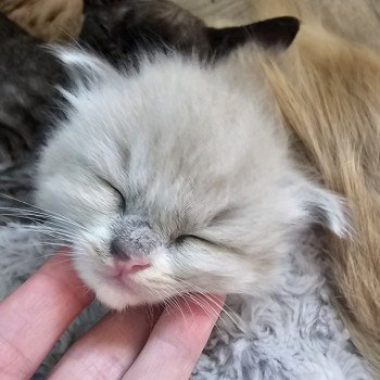 chaton Ragdoll blue mink mitted Chatterie d'Axellyne