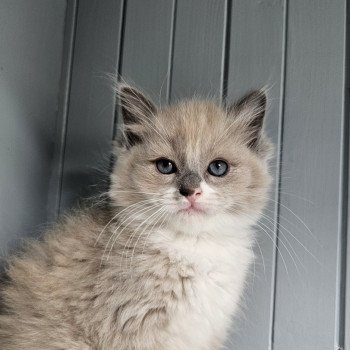 chaton Ragdoll blue mink mitted Yoda Chatterie d'Axellyne