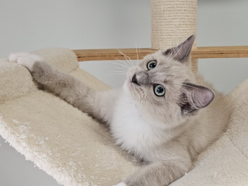 Vianney Mâle Ragdoll