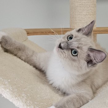 chaton Ragdoll blue mink mitted Vianney Chatterie d'Axellyne