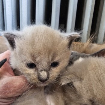 chaton Ragdoll blue mink mitted Chatterie d'Axellyne