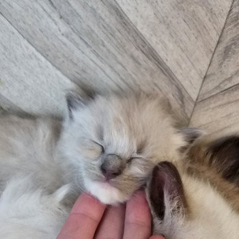 chaton Ragdoll blue mink mitted Chatterie d'Axellyne