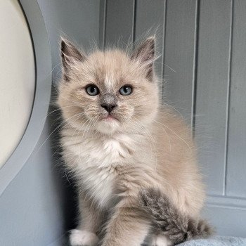 chaton Ragdoll blue mink mitted Vianney Chatterie d'Axellyne