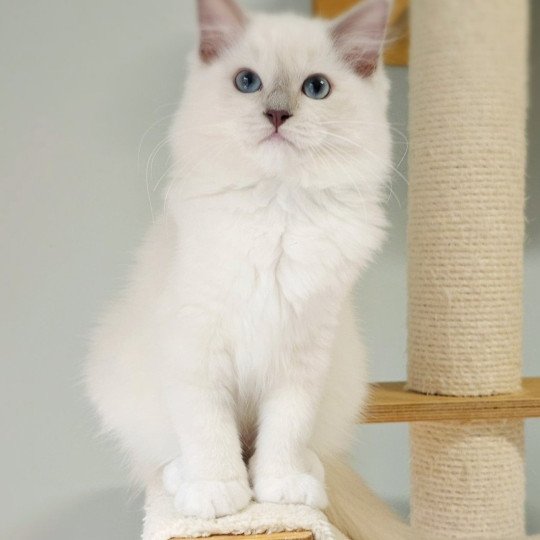 Vyctoria Femelle Ragdoll