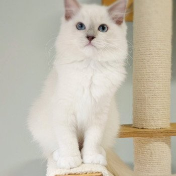 chaton Ragdoll lilac mink mitted Vyctoria Chatterie d'Axellyne