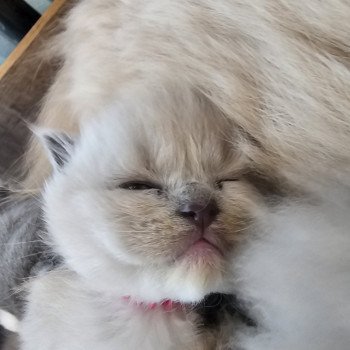 chaton Ragdoll lilac mink Chatterie d'Axellyne