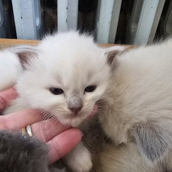 chaton Ragdoll lilac mink Chatterie d'Axellyne