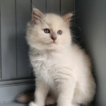 chaton Ragdoll lilac mink mitted Vyctoria Chatterie d'Axellyne