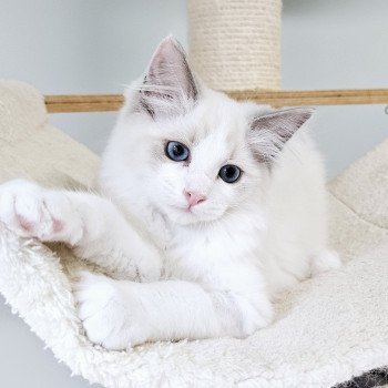 chaton Ragdoll blue point & blanc Zéolyne🩷 Chatterie d'Axellyne