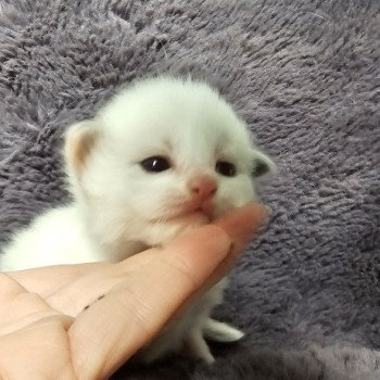 chaton Ragdoll blue point & blanc Chatterie d'Axellyne