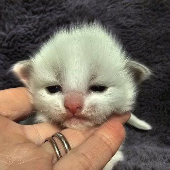 chaton Ragdoll blue point & blanc z1🩷 Chatterie d'Axellyne