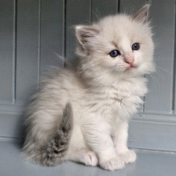 chaton Ragdoll blue point & blanc Zéolyne🩷 Chatterie d'Axellyne