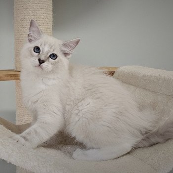 chaton Ragdoll seal tabby point mitted Vynicio💚 Chatterie d'Axellyne