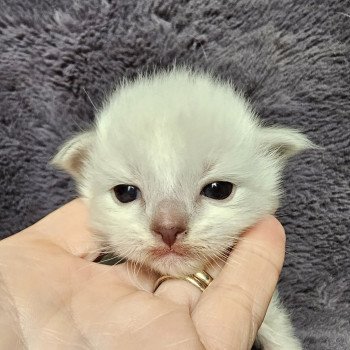 chaton Ragdoll seal tabby point mitted z2💚 Chatterie d'Axellyne