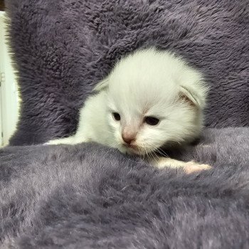 chaton Ragdoll seal tabby point mitted z2💚 Chatterie d'Axellyne