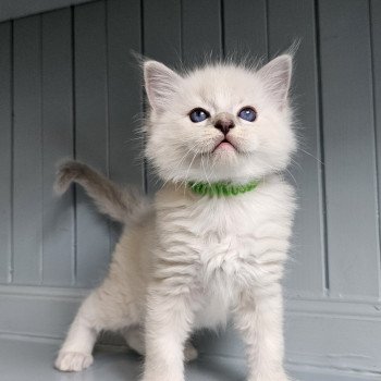 chaton Ragdoll seal tabby point mitted Vynicio💚 Chatterie d'Axellyne